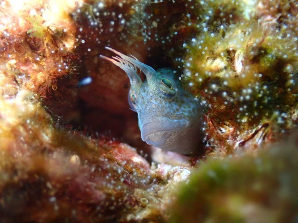 コスモワールド