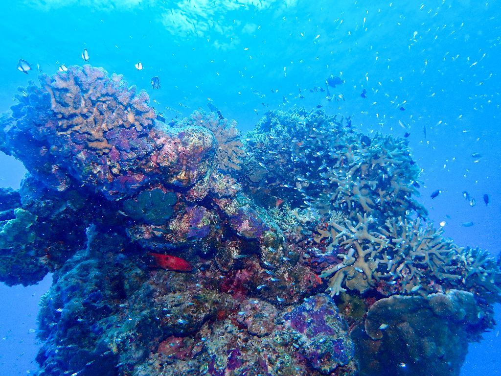 初沖縄ダイビング