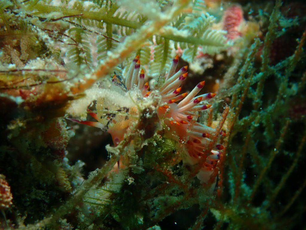 ツマベニミノウミウシ