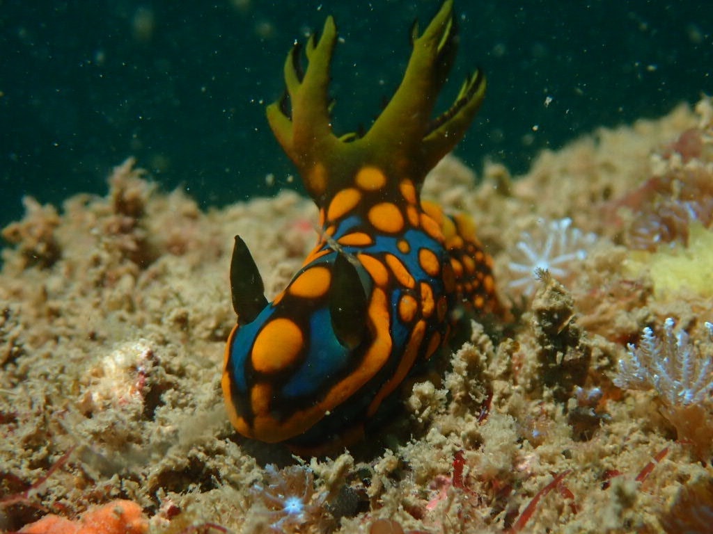 サガミリュウグウウミウシ